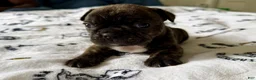 French Bulldog dogs for sale: Buffalo Bill - Ad 3