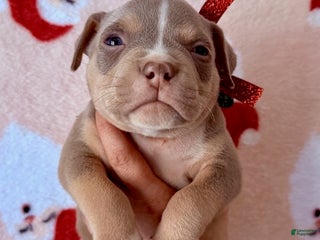 American Bully dogs Chloe - Ad 41
