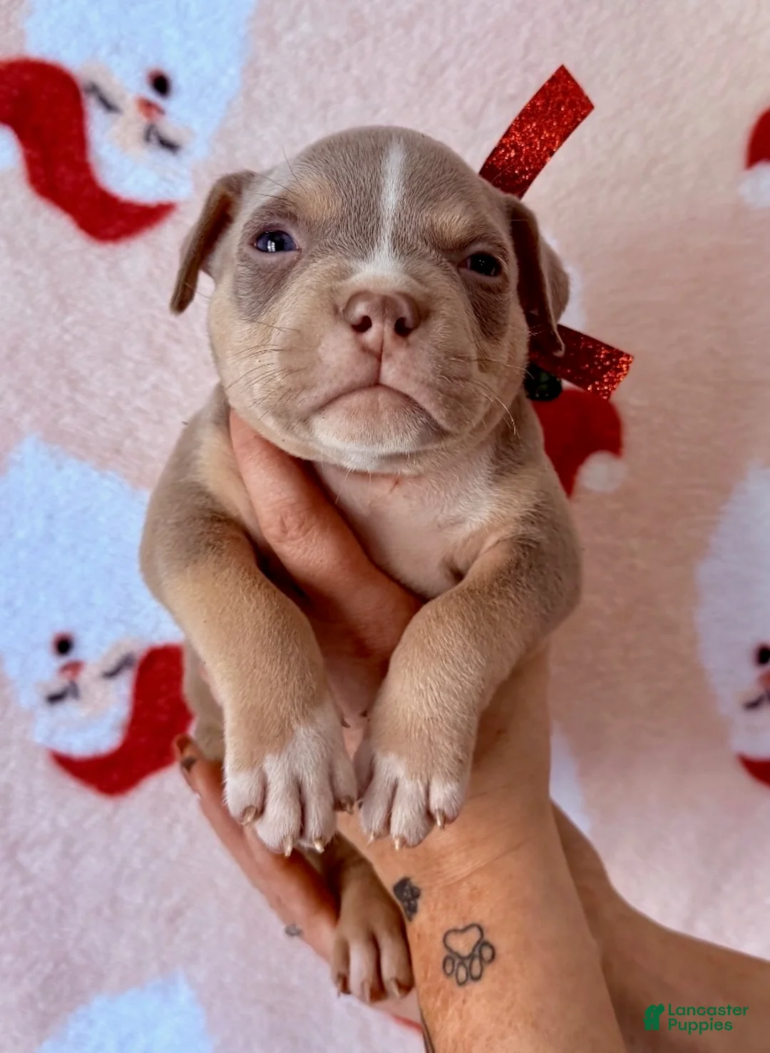 American Bully dogs for sale: Cali - Ad 8