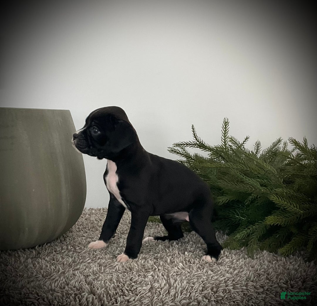 Boxer dogs for sale: Brooklyn  - Ad 1