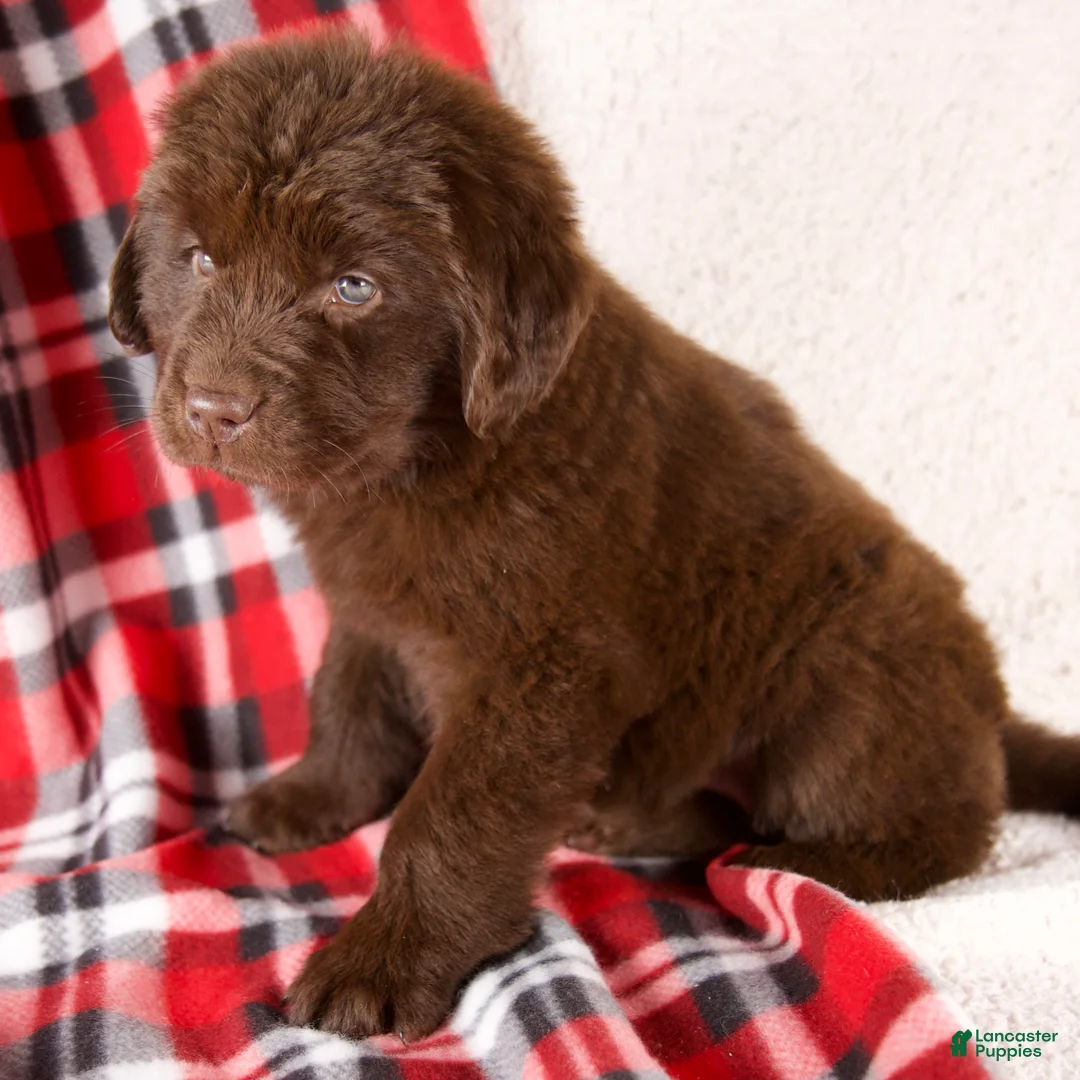 Newfoundland dogs for sale: Fiona - Ad 3