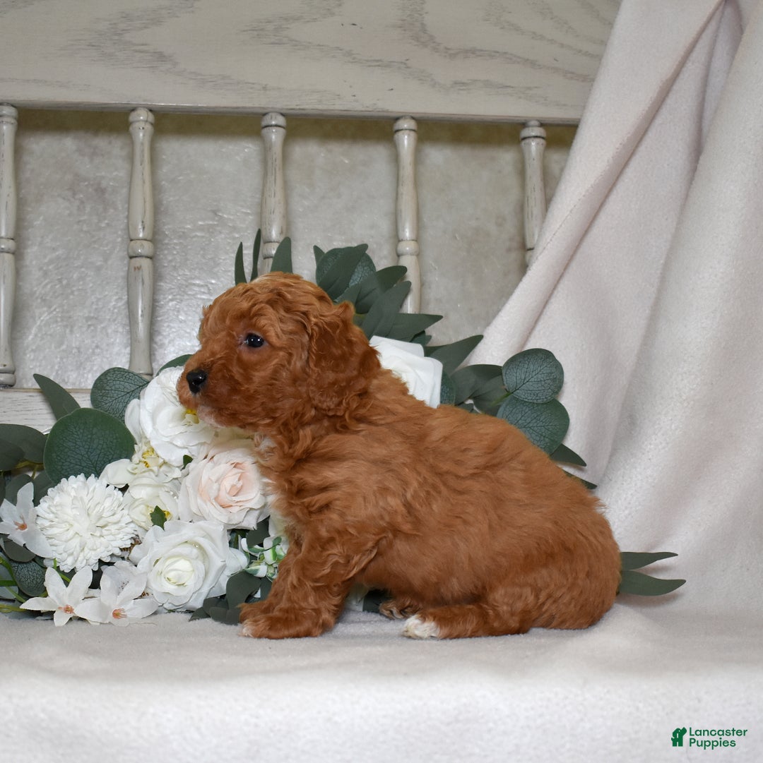 Miniature Poodle dogs for sale: Justin - Ad 3