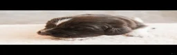 Newfoundland dogs for sale: Nixie (pink collar) - Ad 3