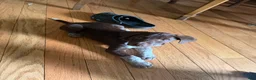 Mixed Breed dogs for sale: Mixed Breed 4 - Ad 2