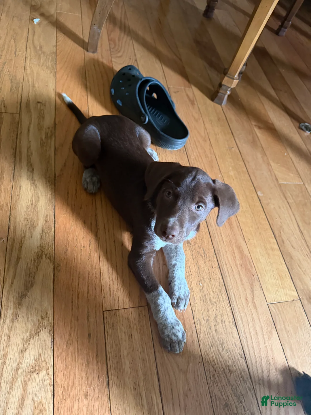 Mixed Breed dogs for sale: Mixed Breed 4 - Ad 2