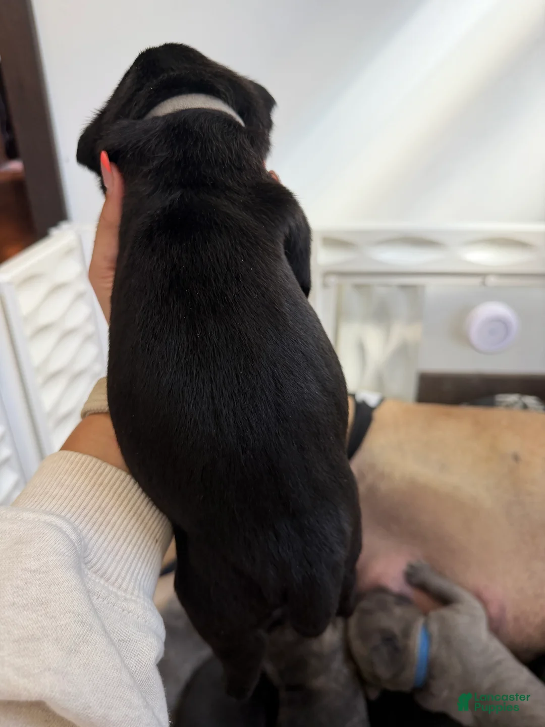 Cane Corso dogs for sale: Light Grey Collar - John  - Ad 2