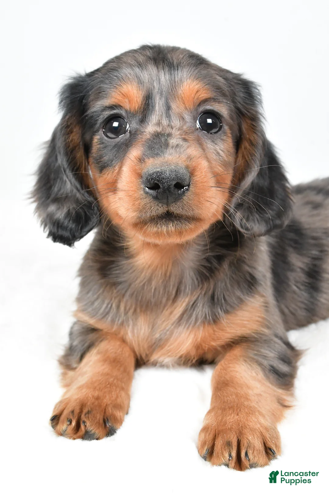 Dachshund dogs for sale: Sammy - Ad 6