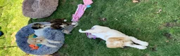 Bernedoodle dogs for sale: Ricky - Ad 4