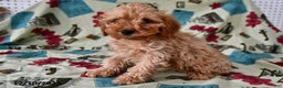 Cockapoo dogs for sale: Caramel  - Ad 2