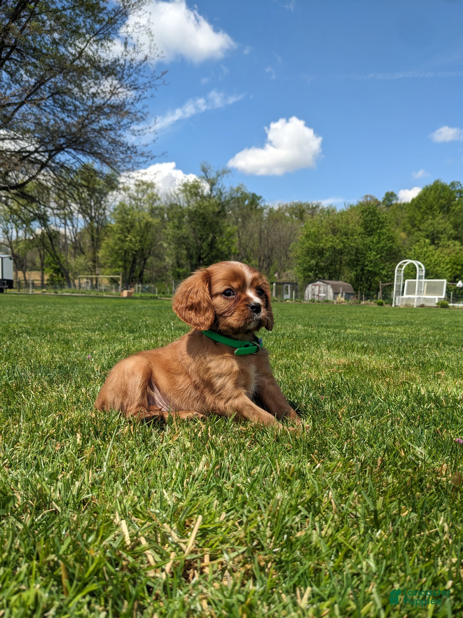 Cavalier King Charles Spaniel dogs for sale: Kooper  - Ad 2