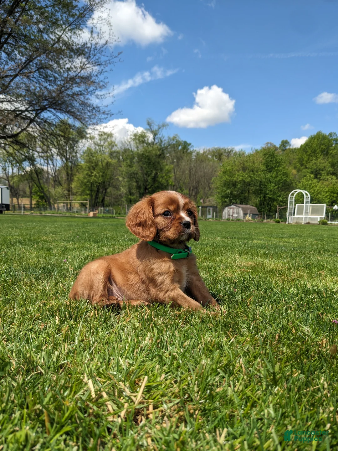 Cavalier King Charles Spaniel dogs for sale: Kooper  - Ad 1