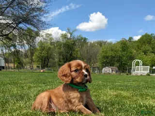 Cavalier King Charles Spaniel dogs for sale: Kooper - Ad 2
