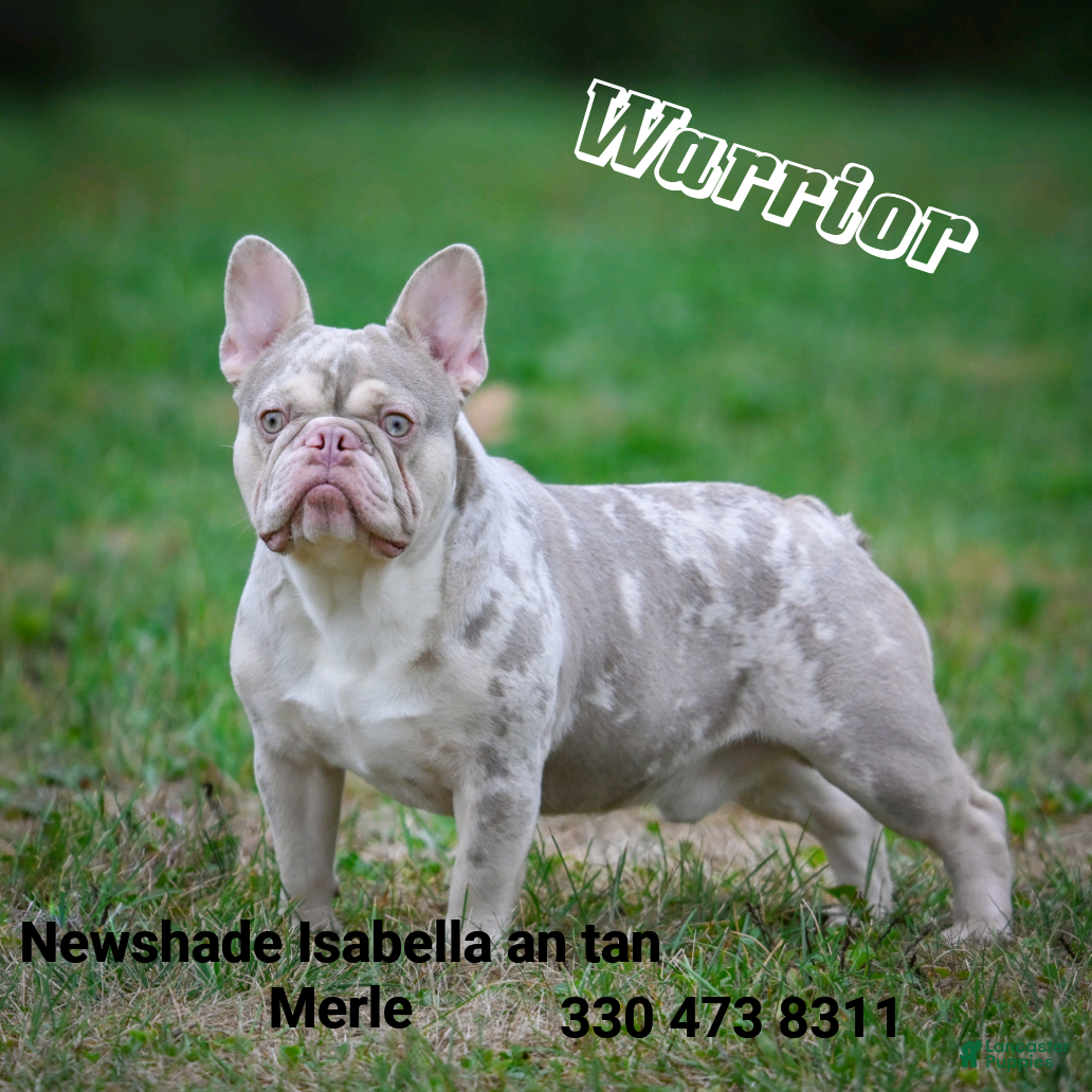Mixed Breed dogs Stormy  - Ad 2