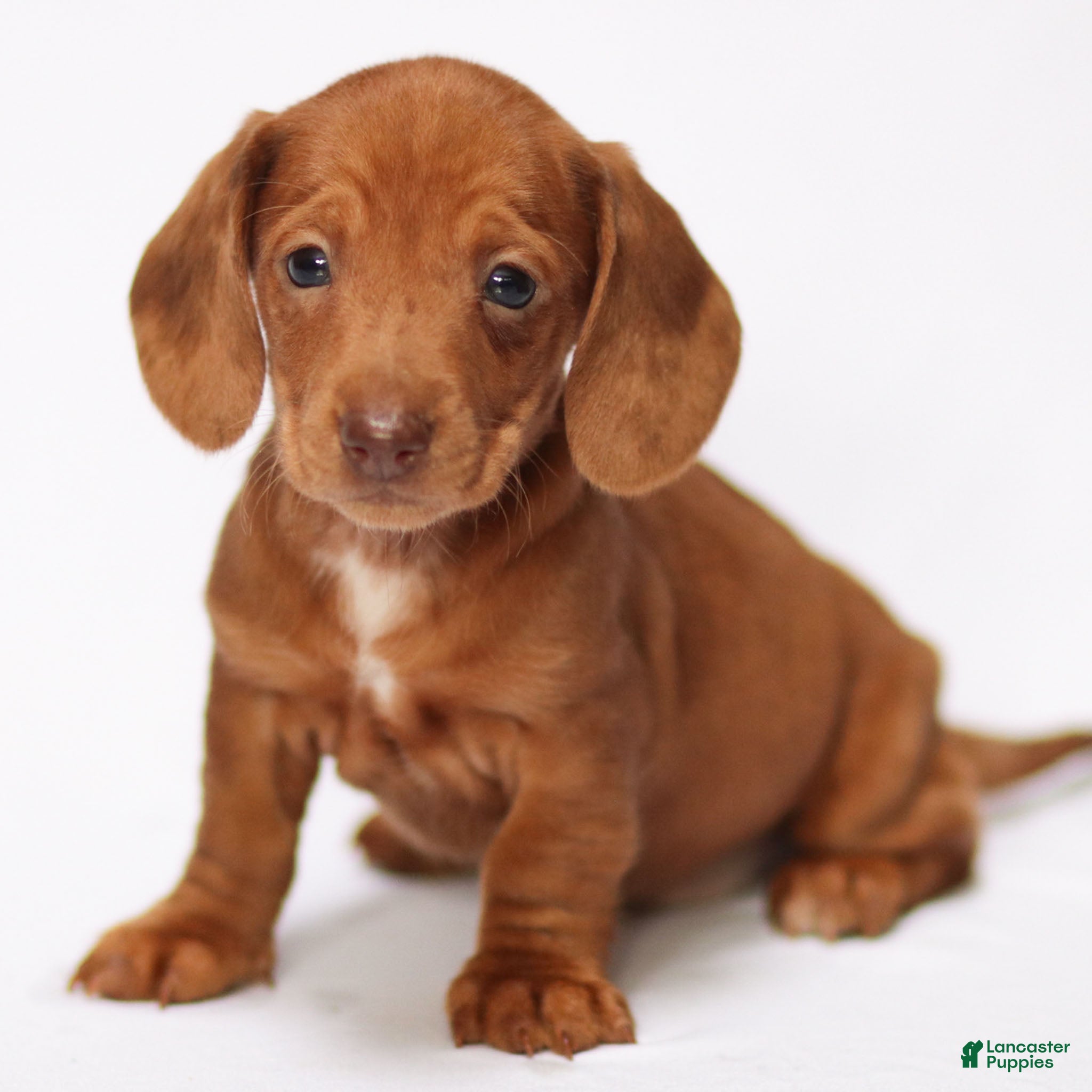 Miniature Dachshund dogs Ivy - Ad 29