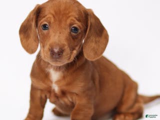 Miniature Dachshund dogs Ivy - Ad 30
