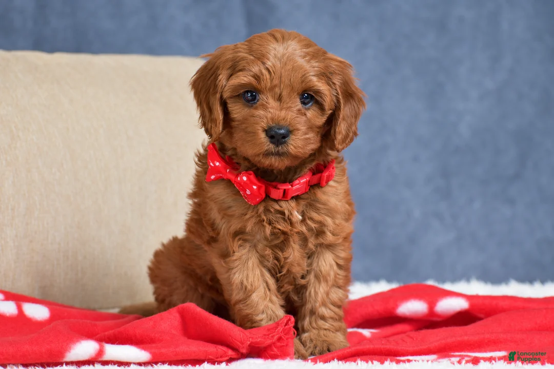 Cavapoo dogs for sale: Faith - Ad 1