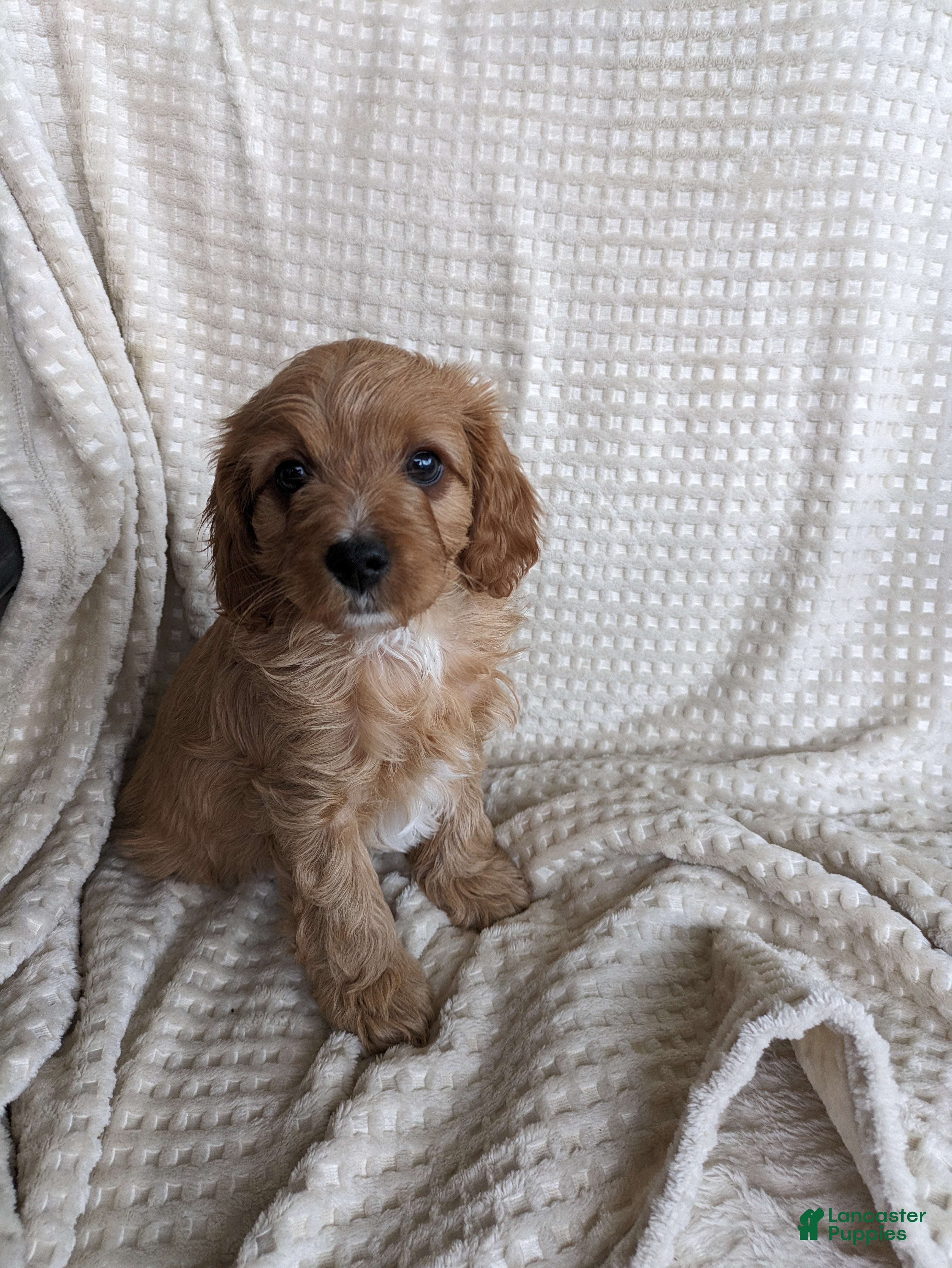 Cavapoo dogs Hunter  - Ad 41