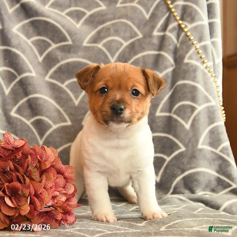Jack Russell Terrier dogs Kailey  - Ad 2