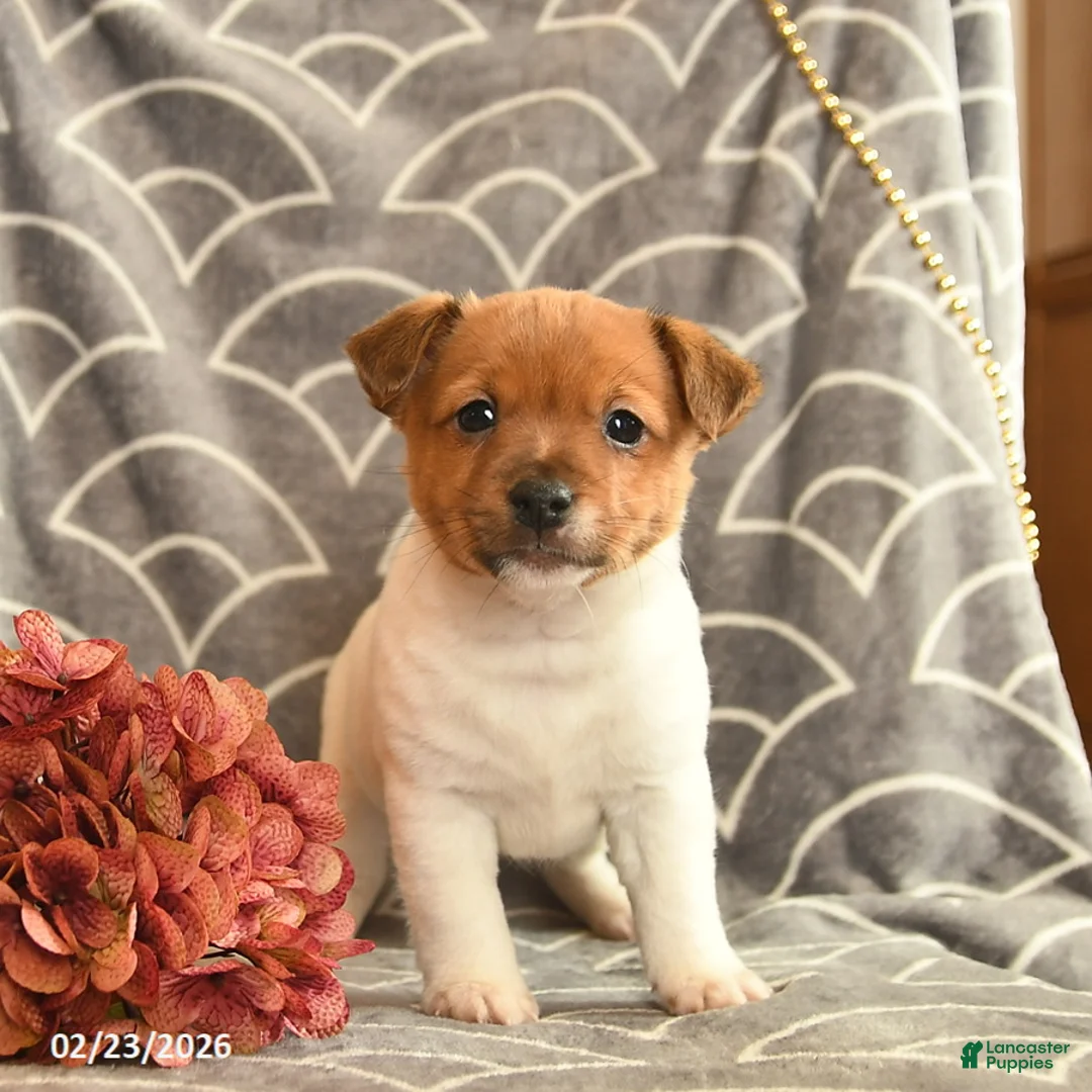Jack Russell Terrier dogs for sale: Kailey  - Ad 2