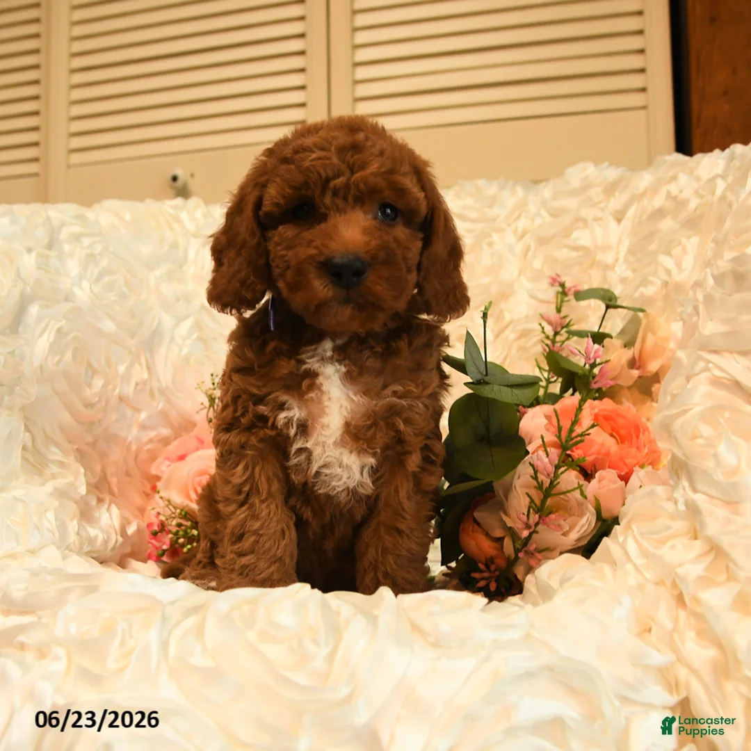 Mini Goldendoodle dogs for sale: Gilbert - Ad 5