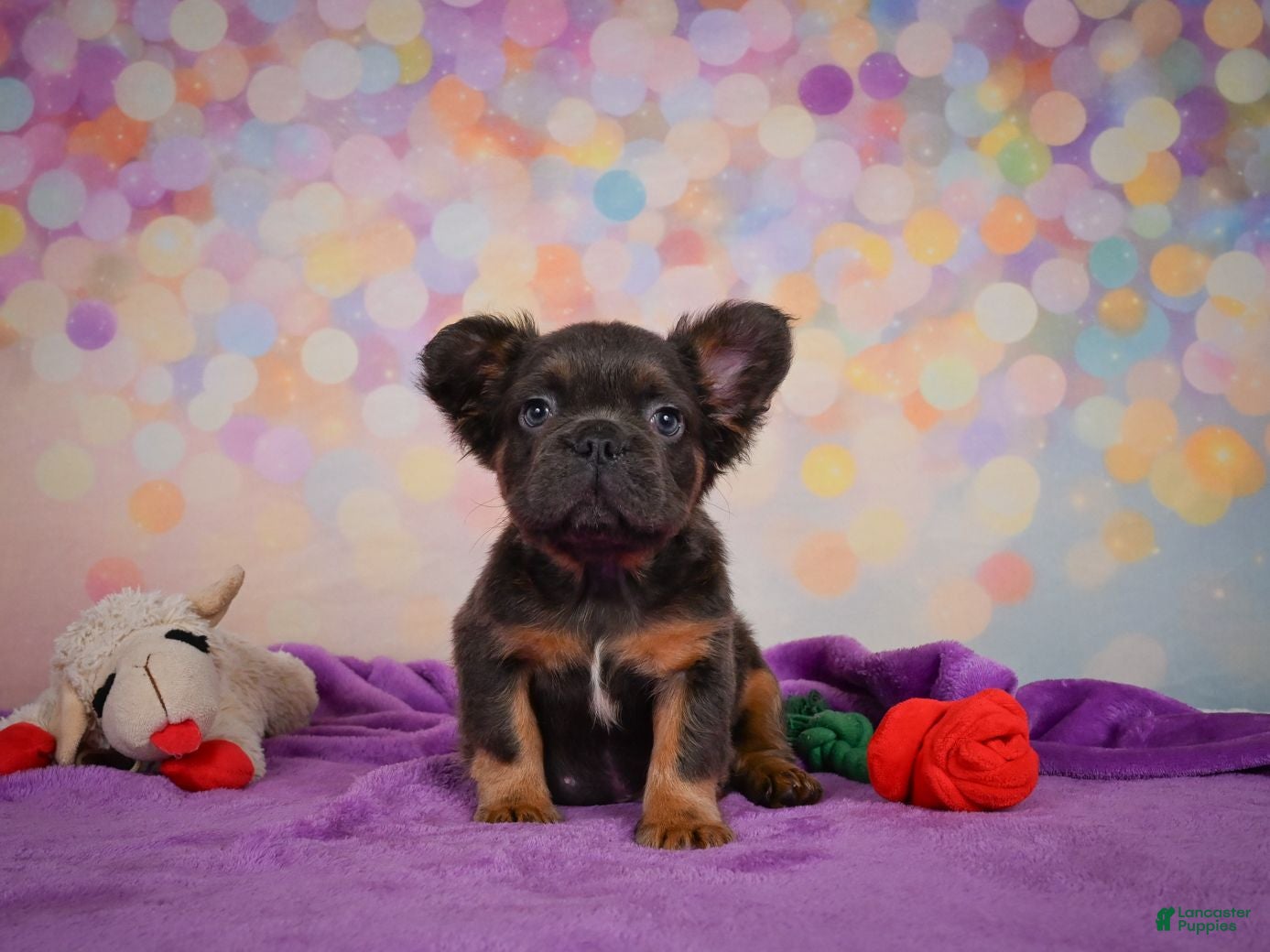 French Bulldog dogs Buddy - Ad 1