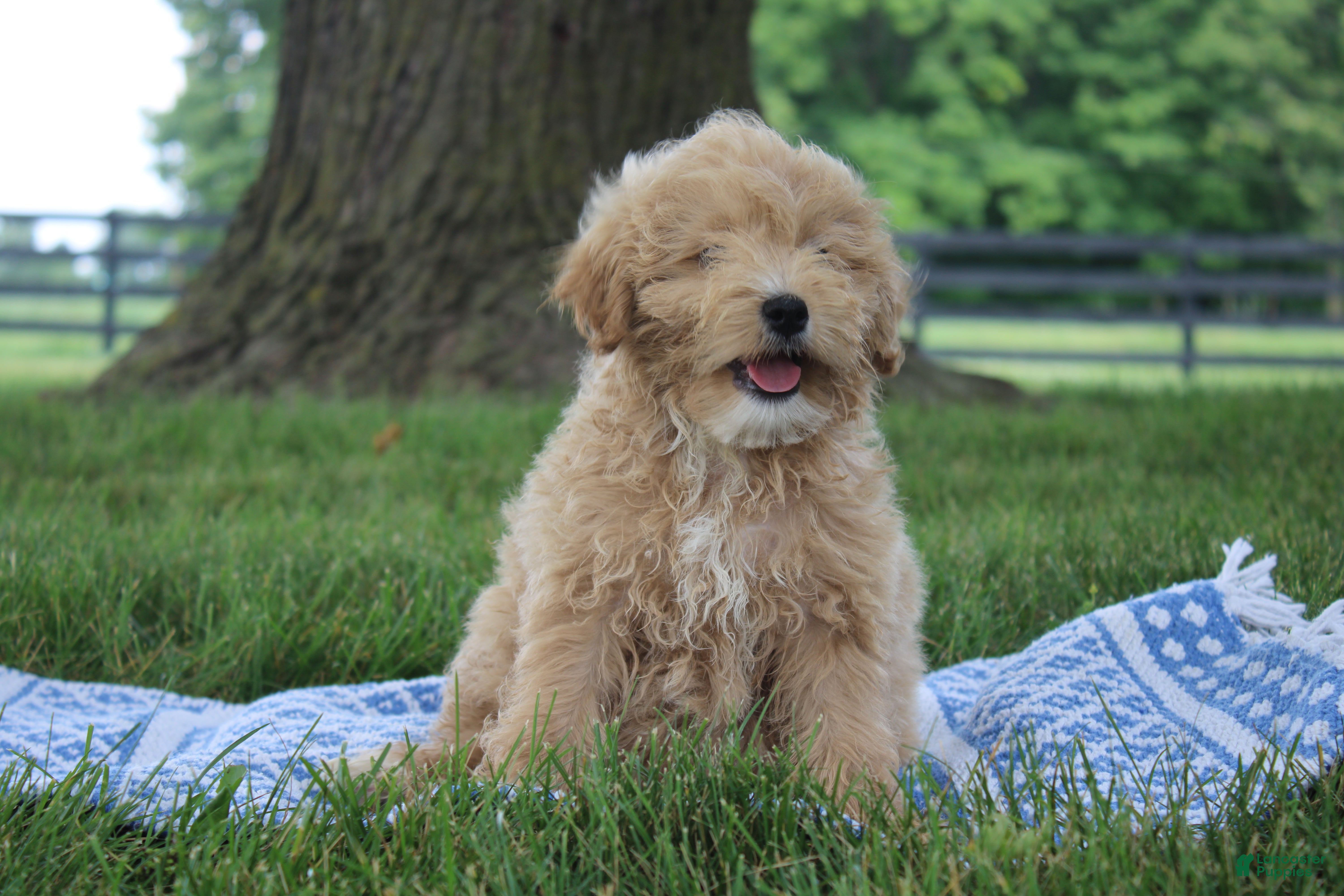 Mini Goldendoodle dogs Tilly - Ad 33