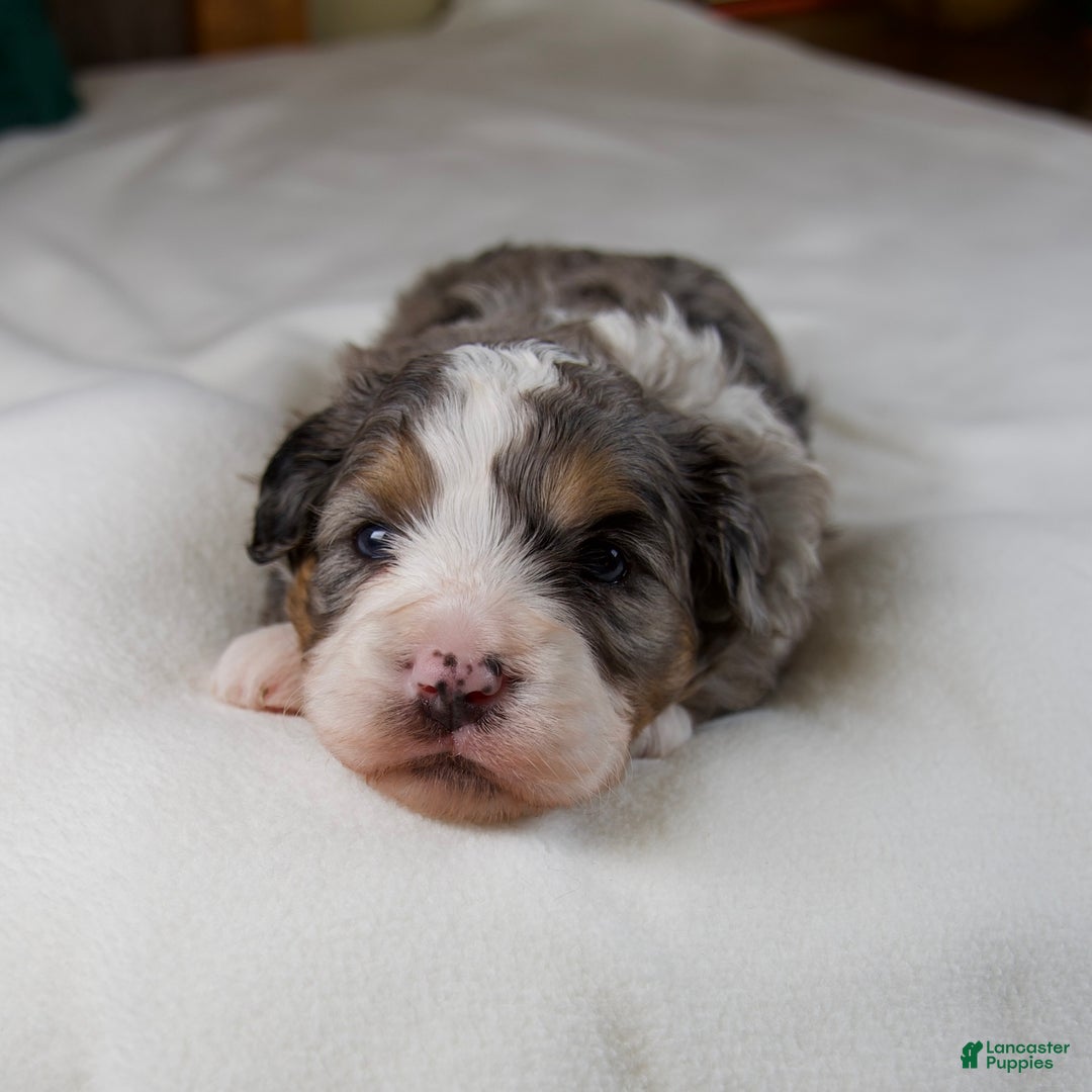 Mini Bernedoodle dogs for sale: Mercy Girl - Ad 6