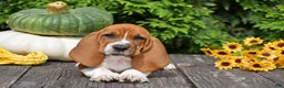 Basset Hound dogs for sale: Legend - Ad 3