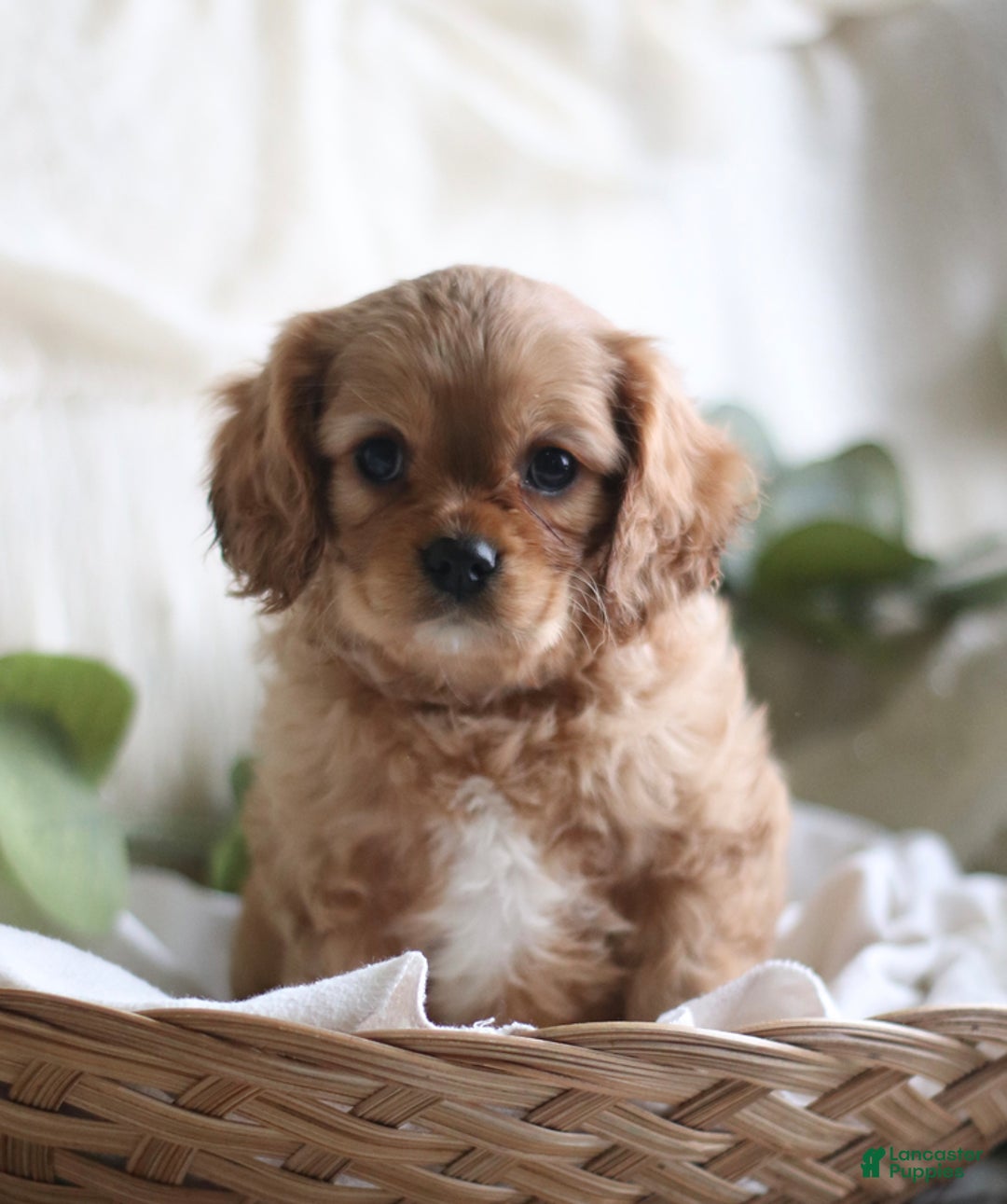 Cavalier King Charles Spaniel dogs for sale: Shawn - Ad 2