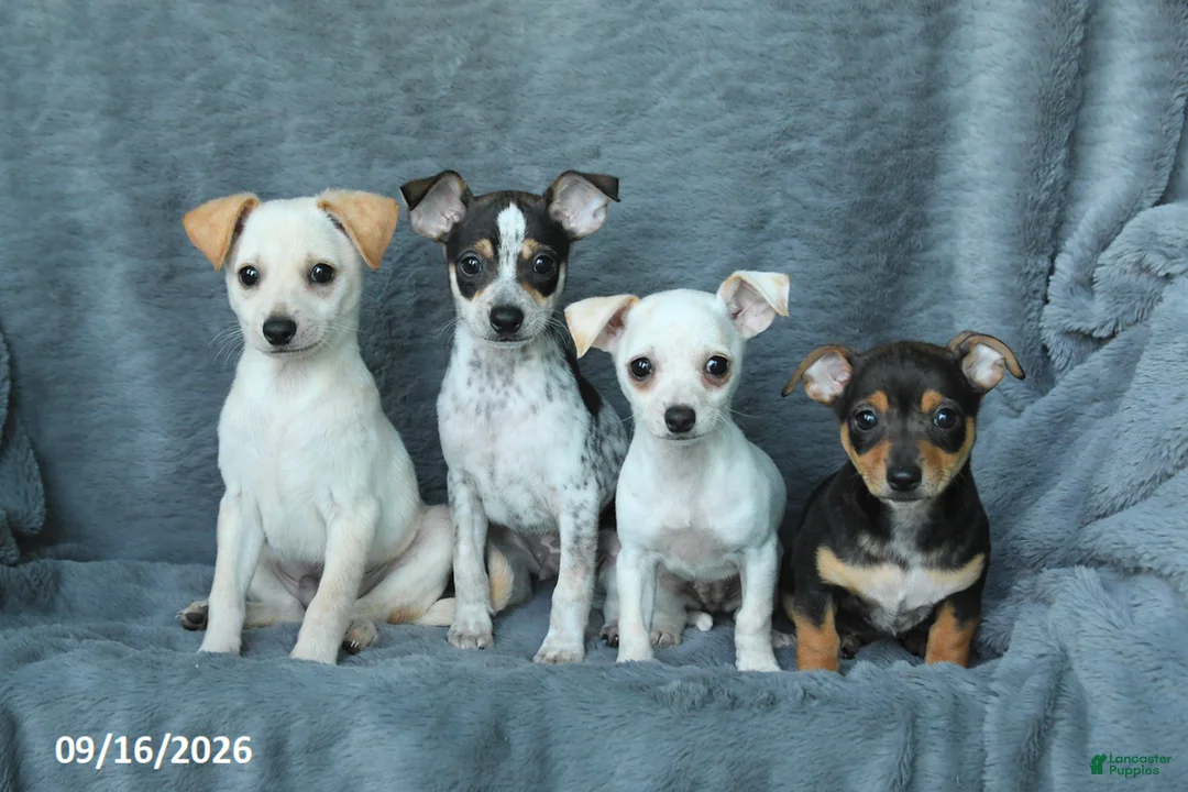 Mixed Breed dogs for sale: Hazel - Ad 5