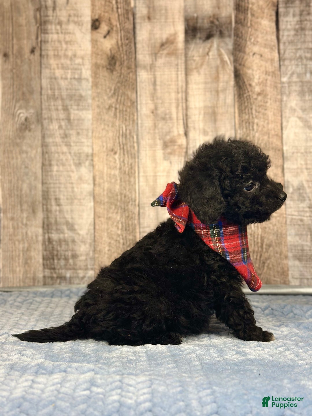 Mini Bernedoodle dogs for sale: Boy Ryder - 5119 - Ad 3