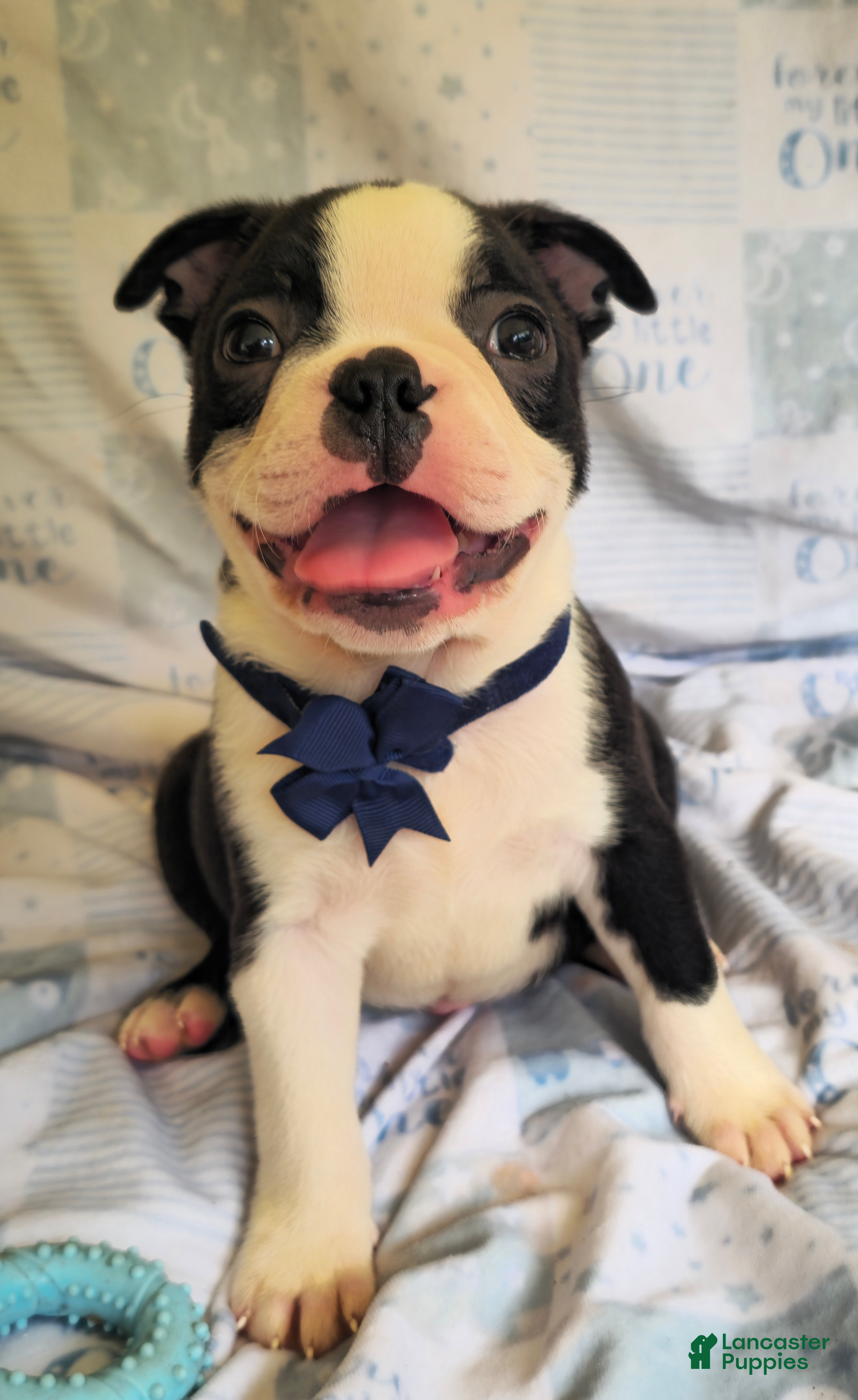 Boston Terrier dogs Chance - Ad 2
