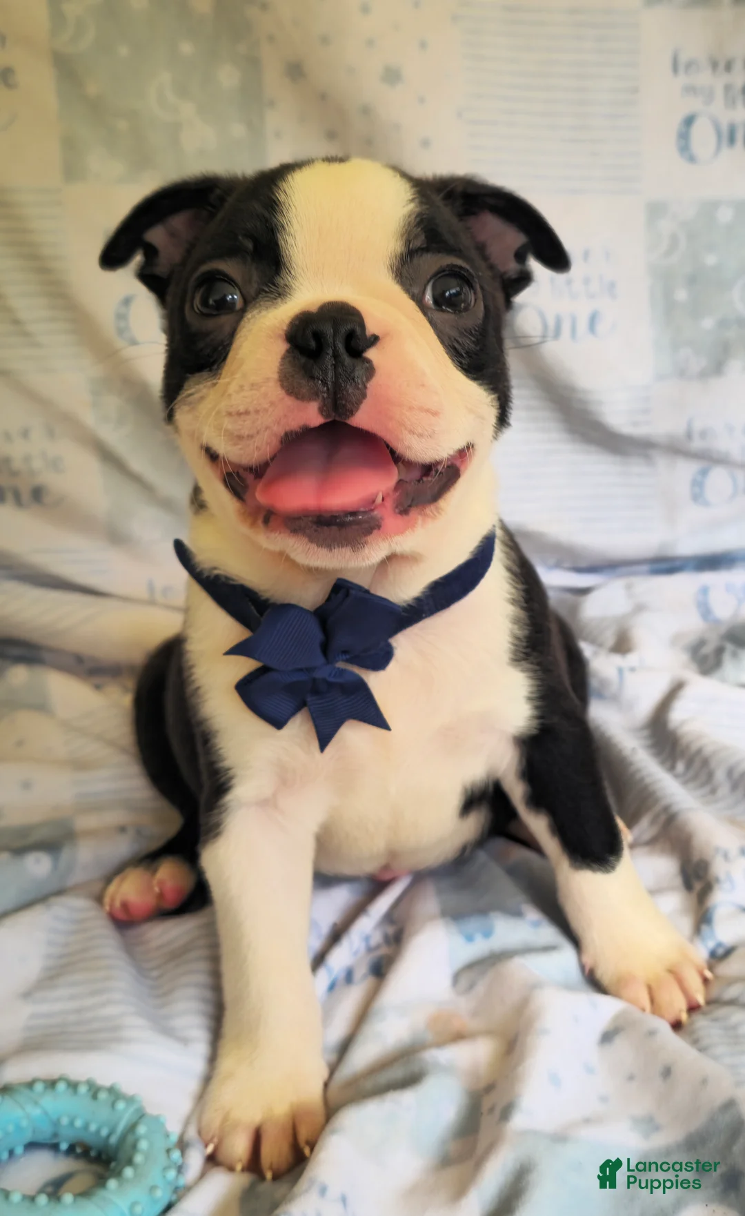 Boston Terrier dogs for sale: Chance - Ad 2