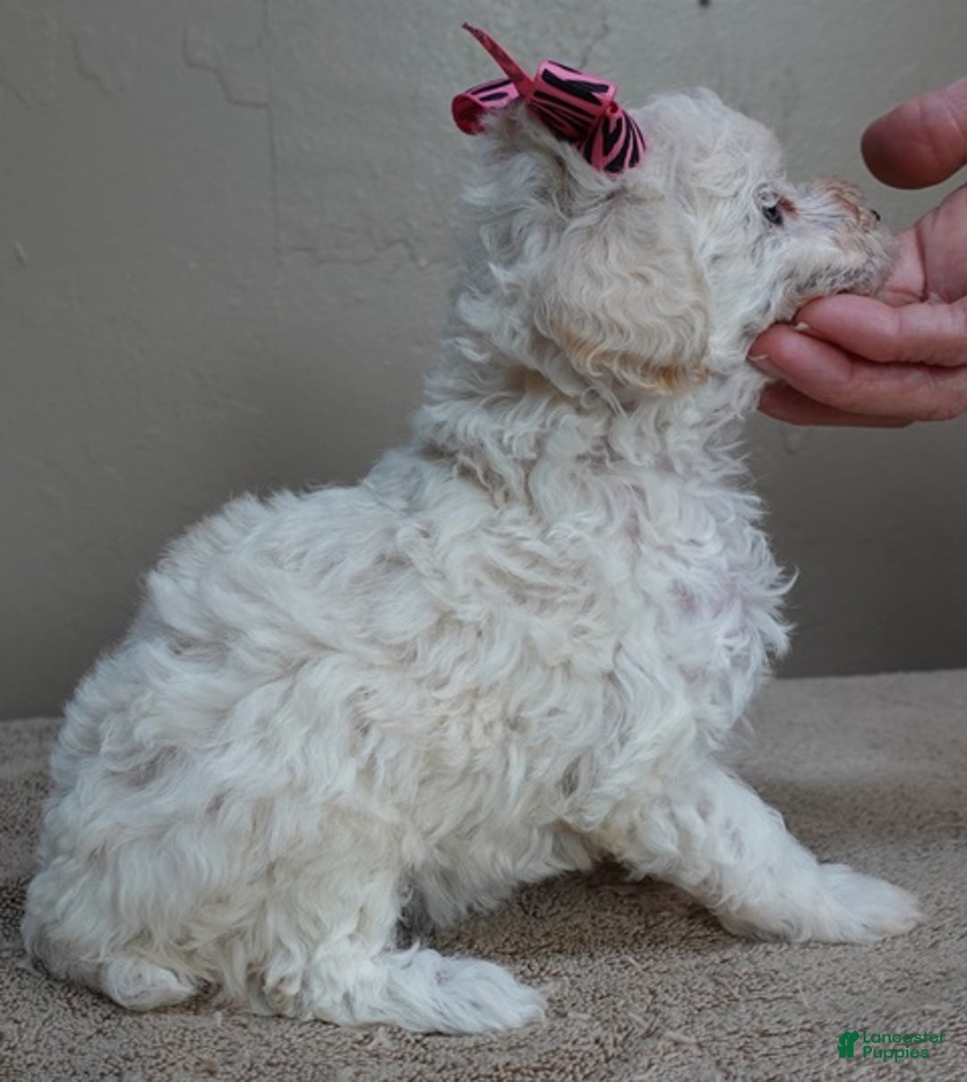 Toy Poodle dogs for sale: Zilla - Ad 5