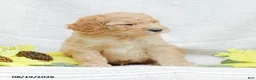 Goldendoodle dogs for sale: Justin - Ad 13