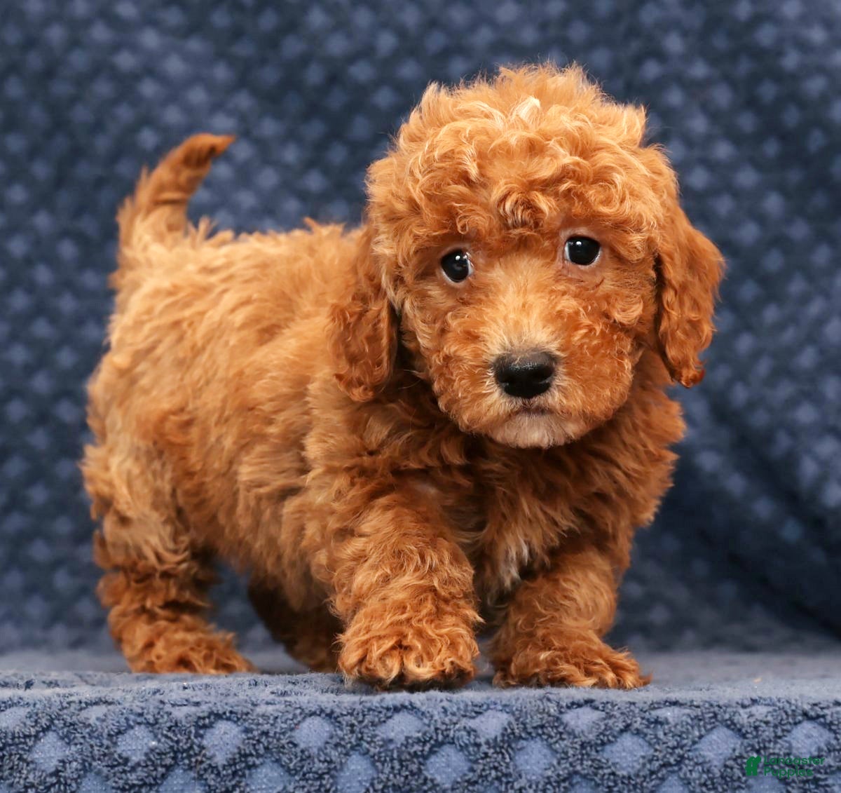 Bichpoo dogs Ethan - Ad 4