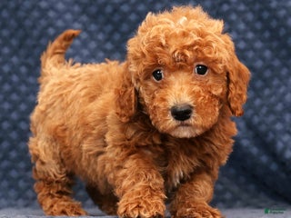 Bichpoo dogs Ethan - Ad 17