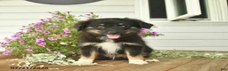Toy Australian Shepherd dogs for sale: Anthony - Ad 4