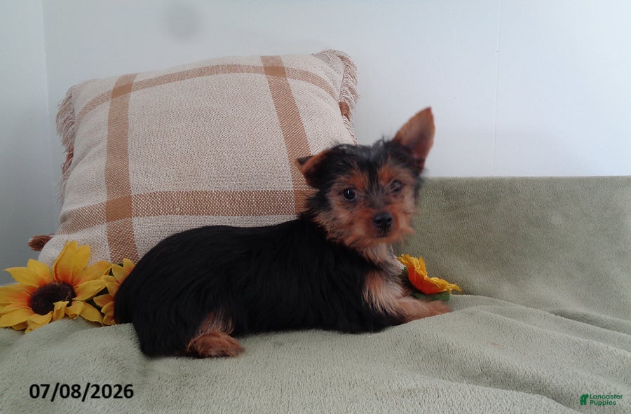 Yorkshire Terrier dogs Mike - Ad 1