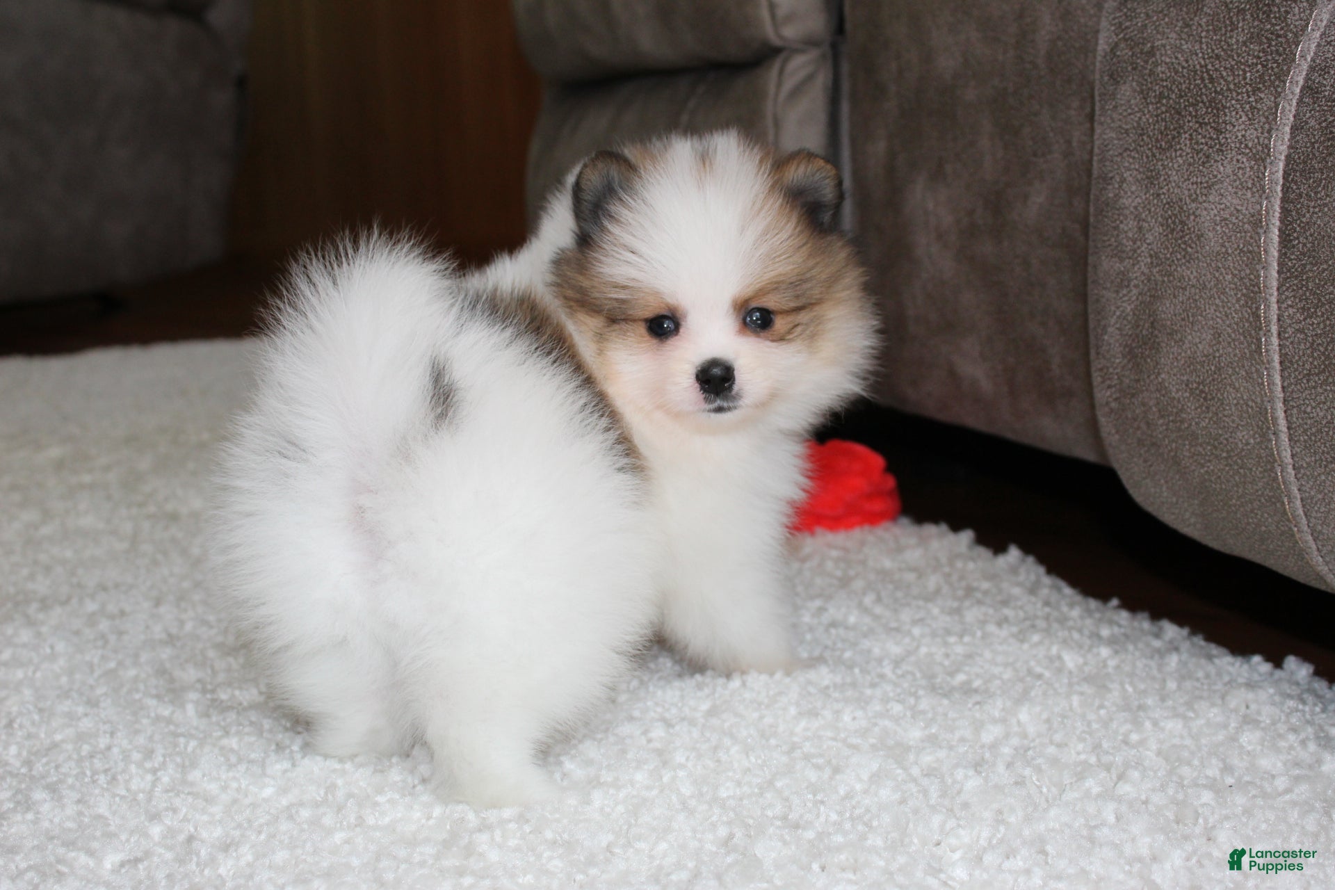 Pomeranian dogs Leonard - Ad 1