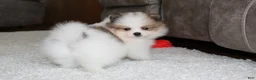 Pomeranian dogs for sale: Leonard - Ad 1