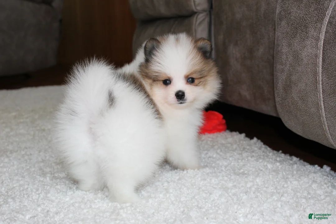 Pomeranian dogs for sale: Leonard - Ad 1