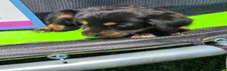 Mixed Breed dogs for sale: Boy 2 - Green - Ad 8