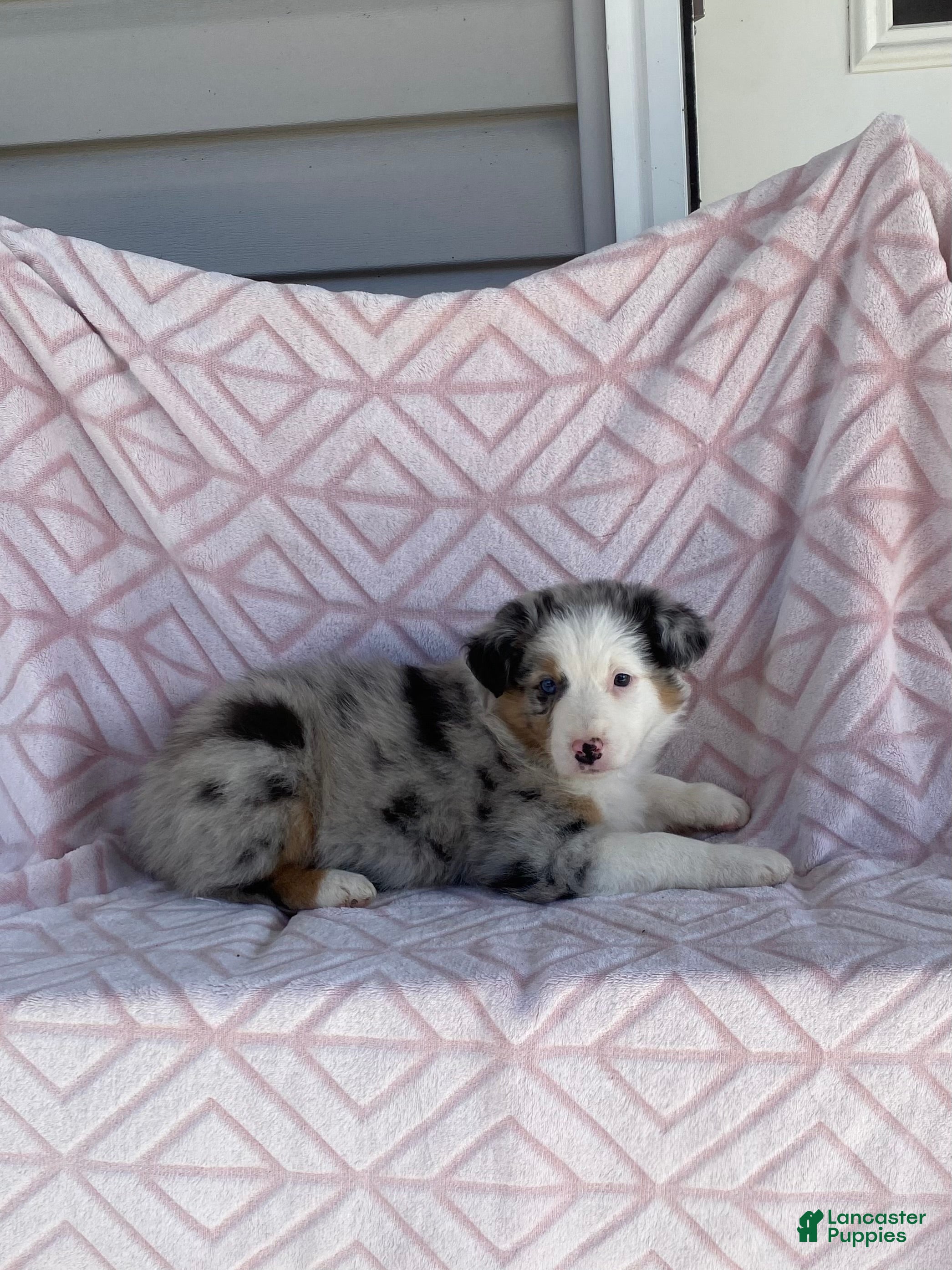 Australian Shepherd dogs Australian Shepherd Puppy 5 - Ad 1