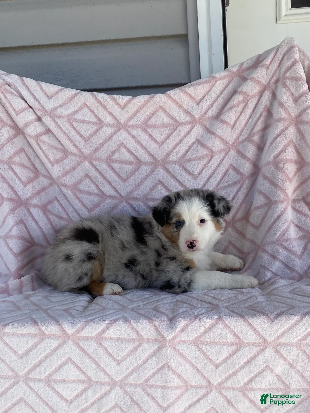 Australian Shepherd dogs for sale: Australian Shepherd Puppy 5 - Ad 1