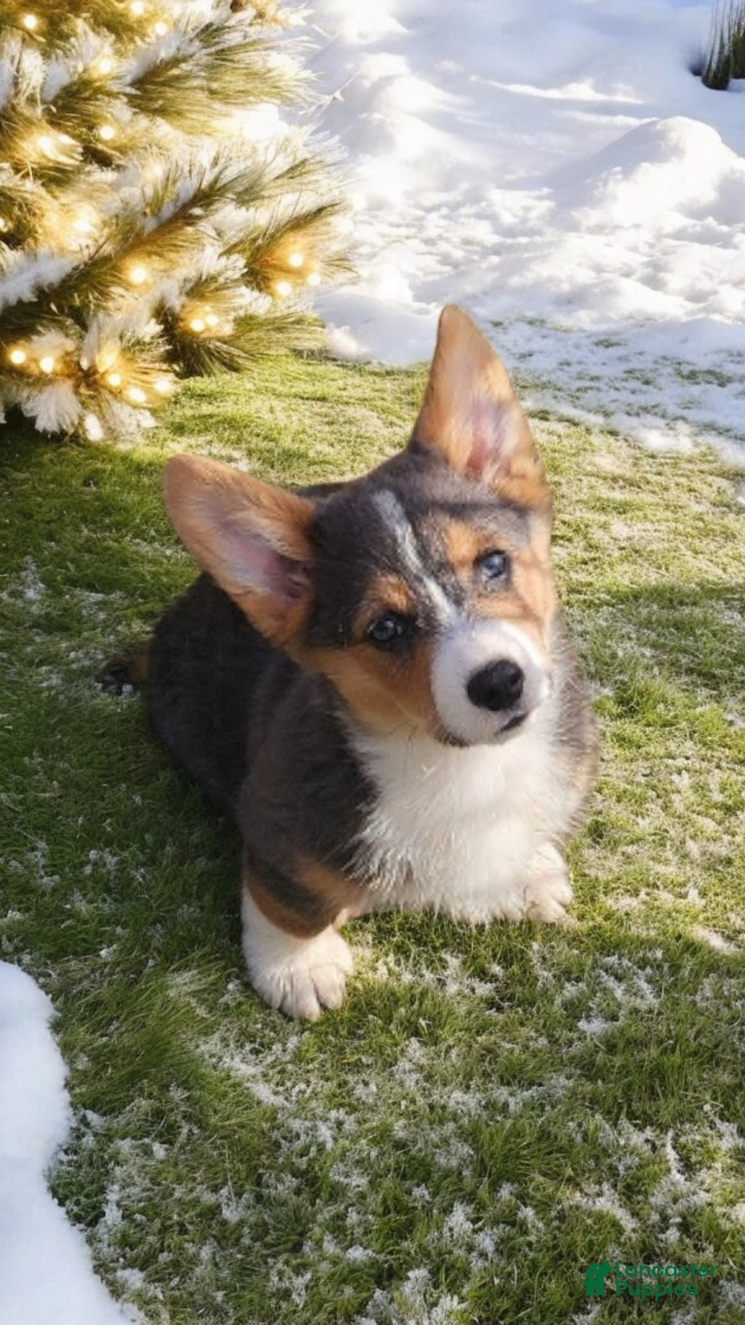 Welsh Corgi Pembroke dogs for sale: Alfie bluie  - Ad 6