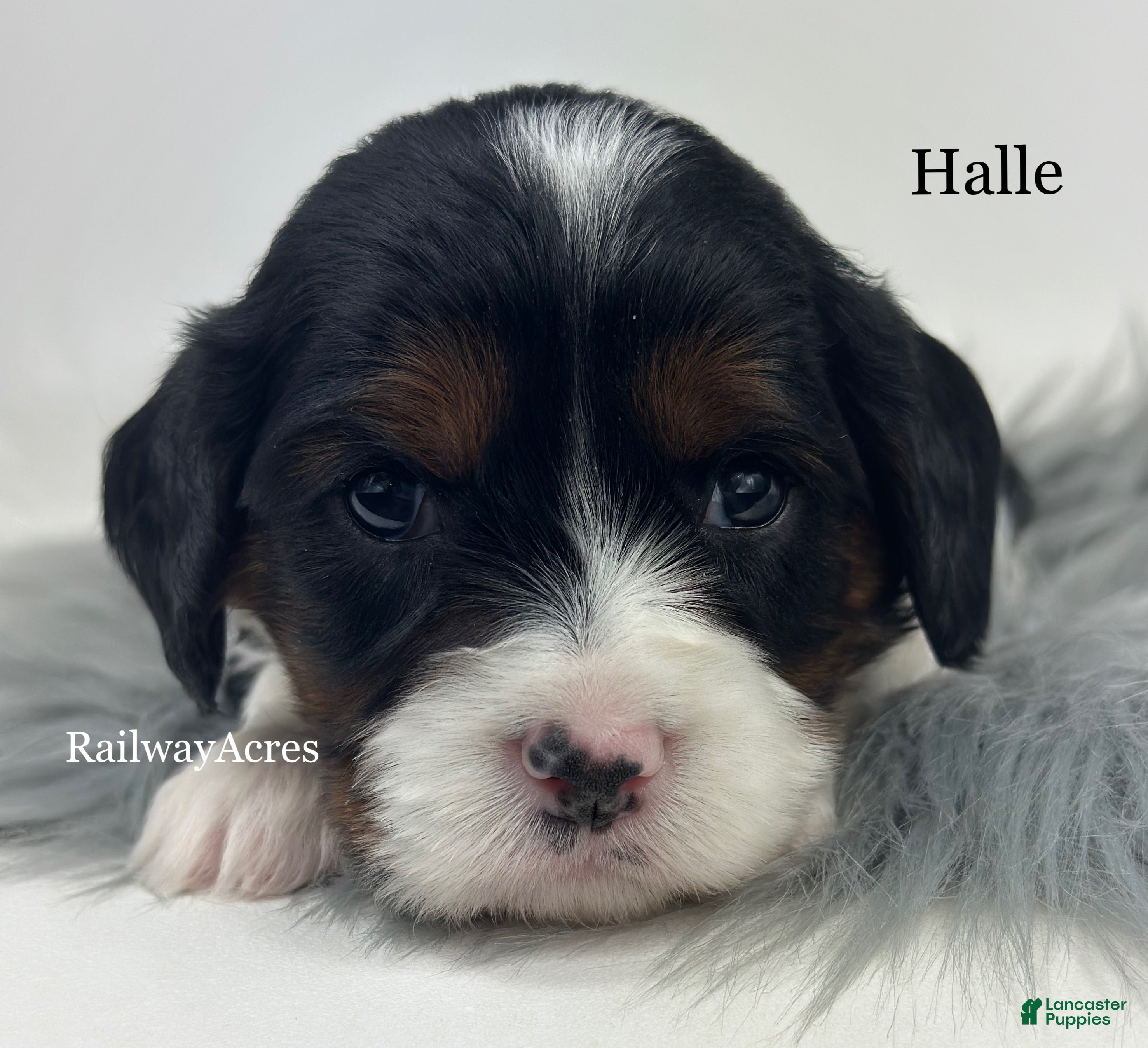 Cavapoo dogs Halle - Ad 9