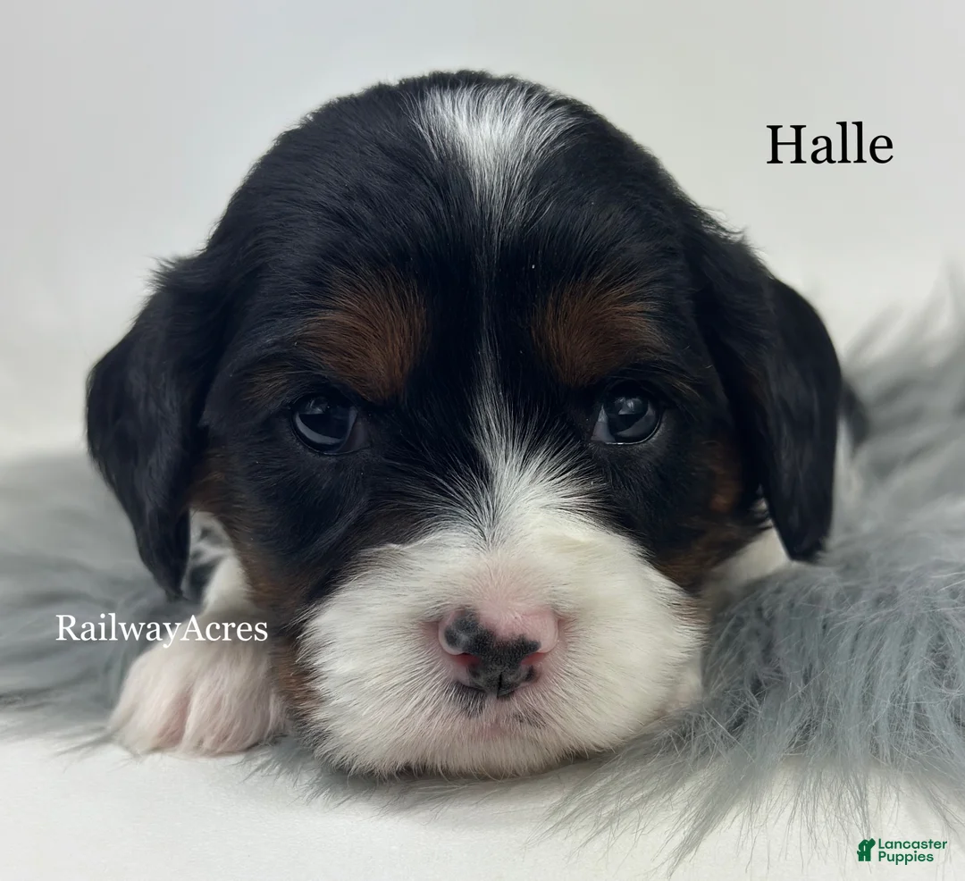 Cavapoo dogs for sale: Halle - Ad 1
