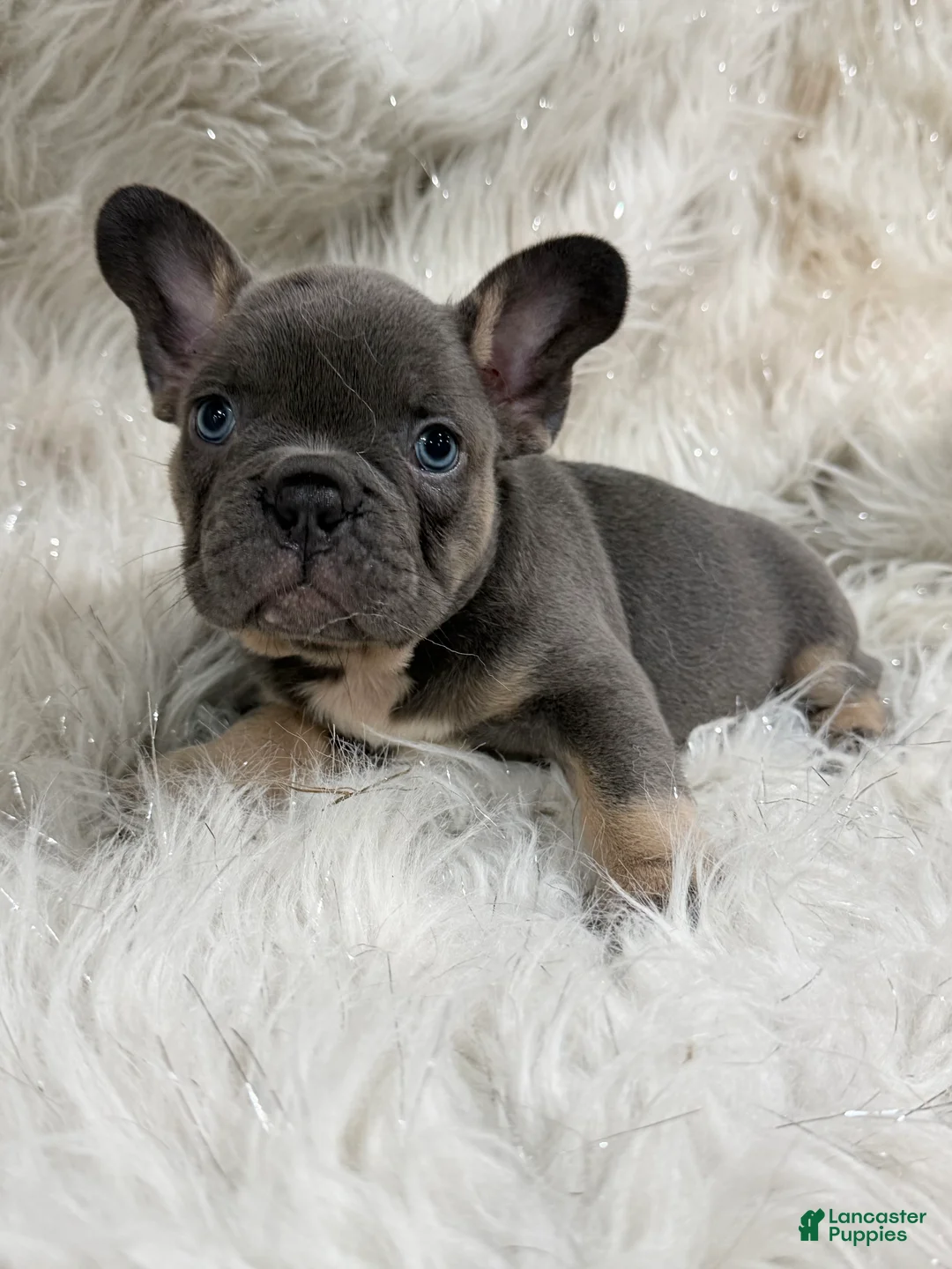 French Bulldog dogs for sale: French Bulldog Puppy 1 - Ad 2