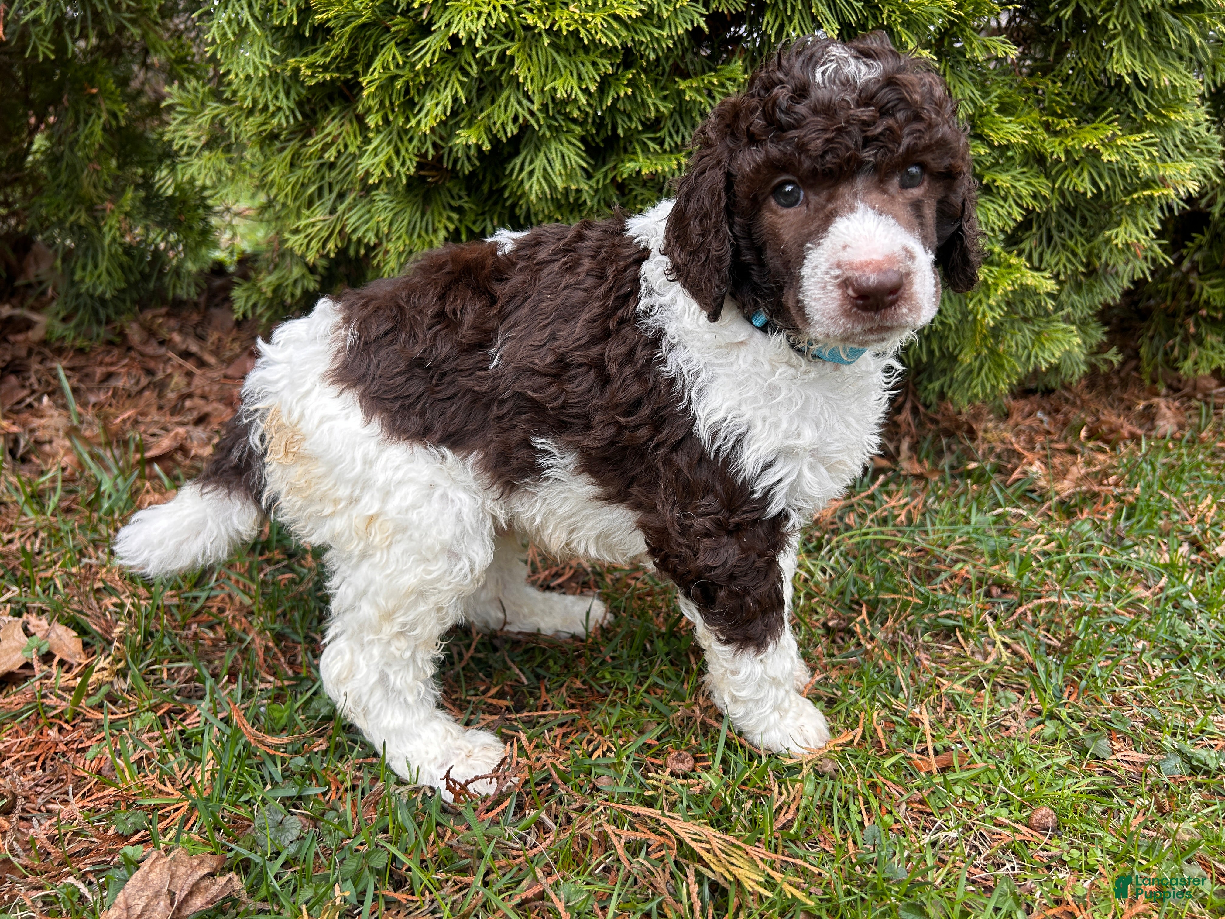 Standard Poodle dogs ⚓️Jonah-AKC Standard🐩 - Ad 1
